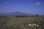 L'Amiata vista dalla Val D'Orcia (24kb)